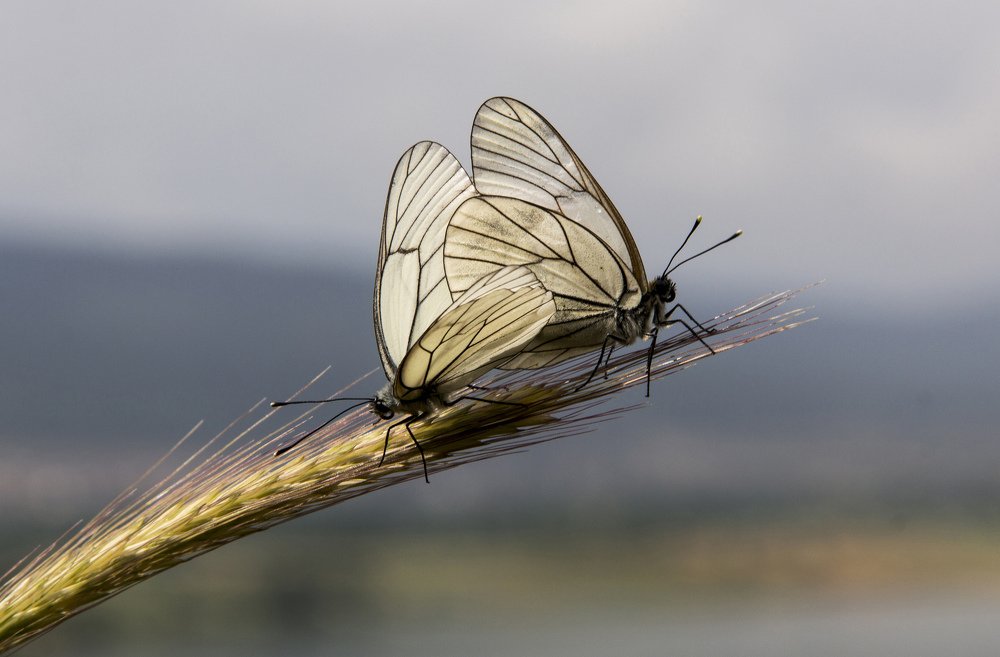 Photograph by SEMRA ONAY