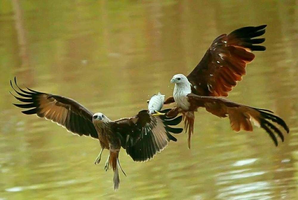 Photograph by prabhakar Gujjarappa