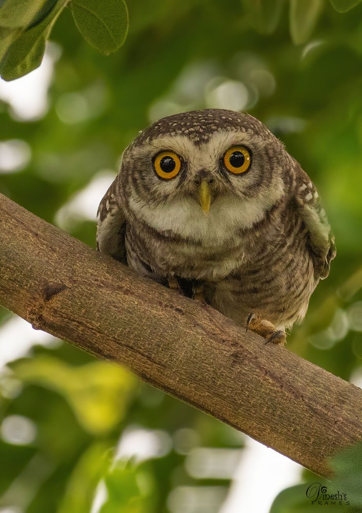 Photograph by Dinesh Kumar