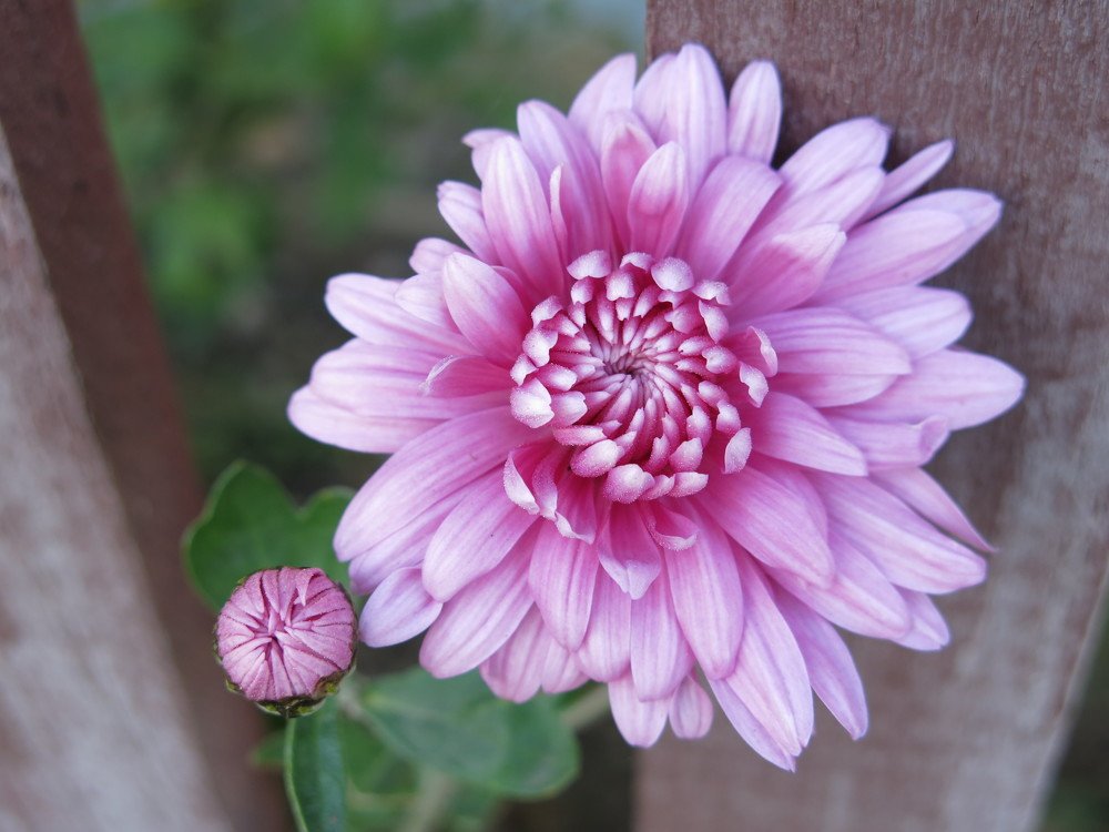 Photograph by ЭЛЬМИРА  ИСМАИЛОВА