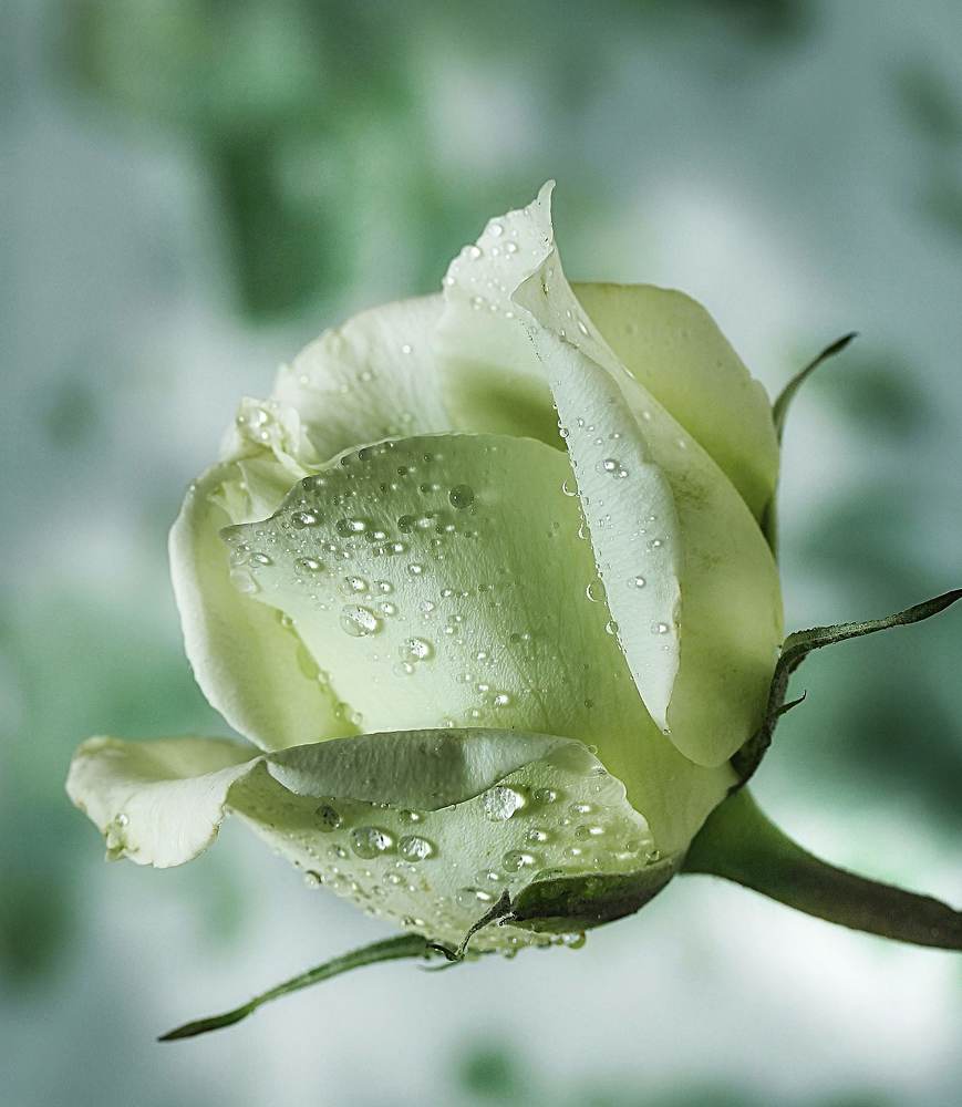 Photograph by Carmen Quesada