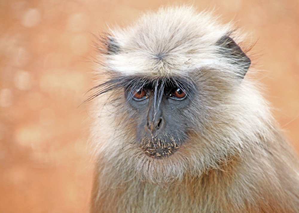 Photograph by subhash purohit