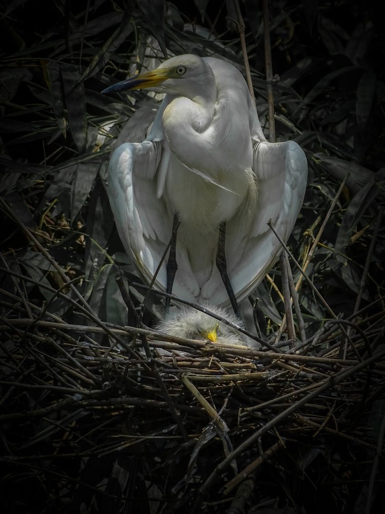 Mother Care