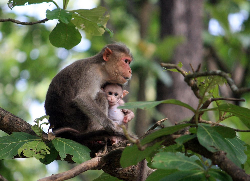 Photograph by subhash purohit