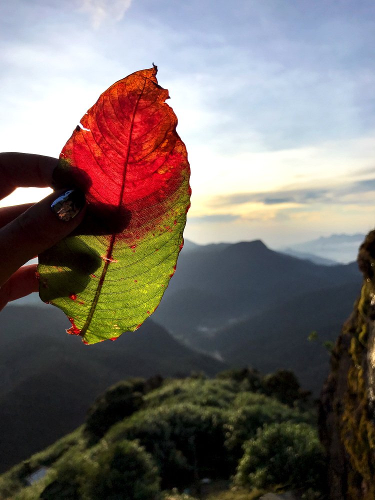 Осень на рассвете