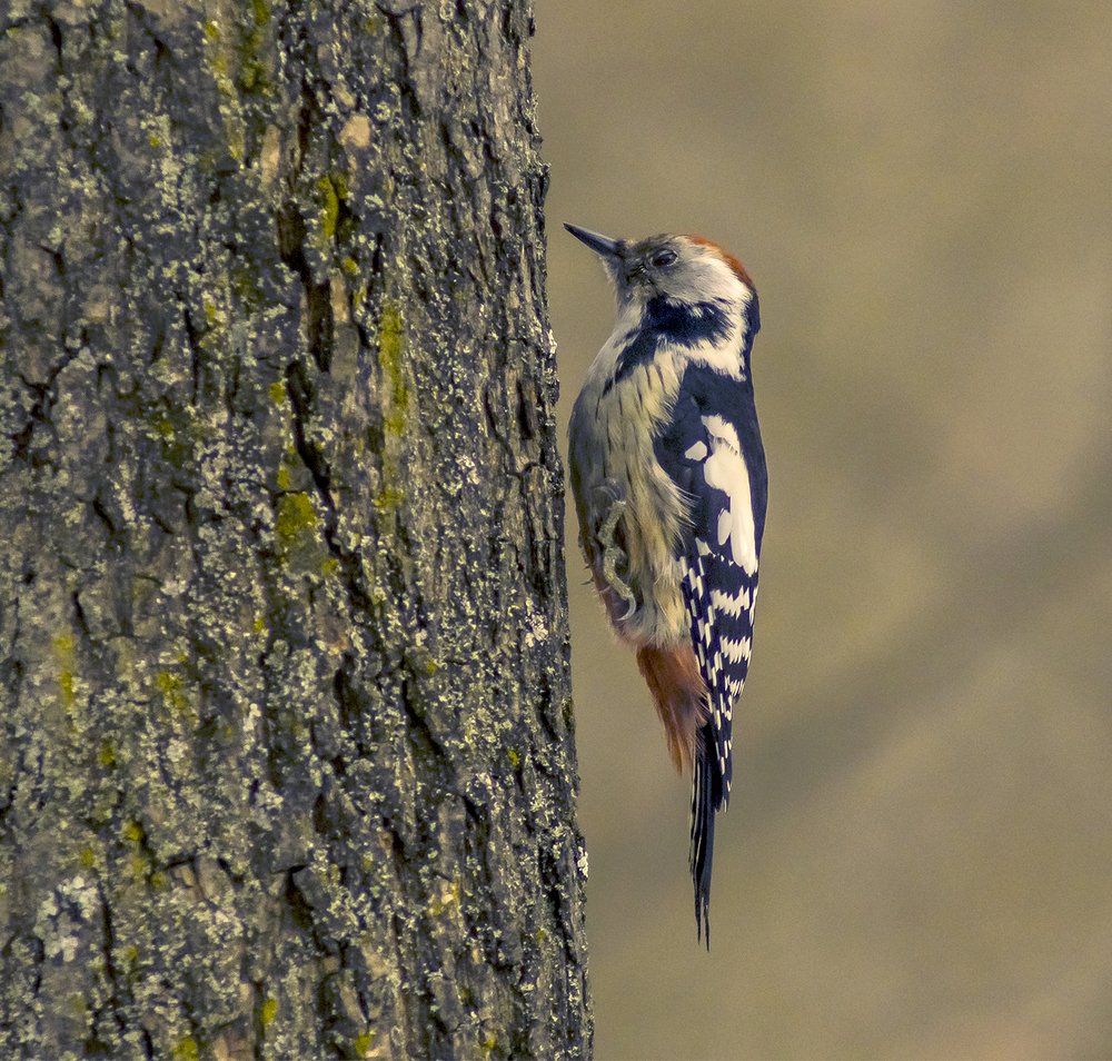 Смирно!..снимаю.