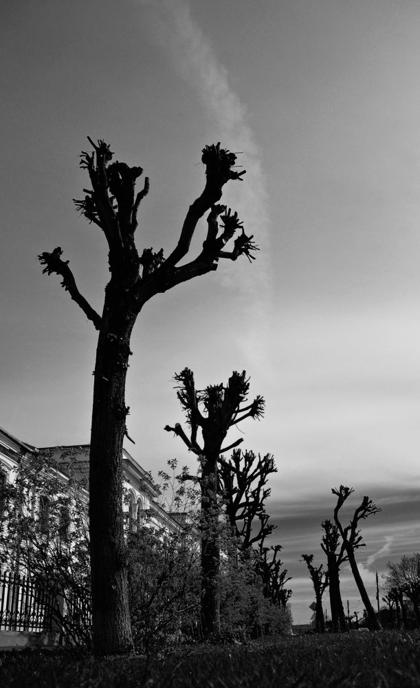 Городские кактусы