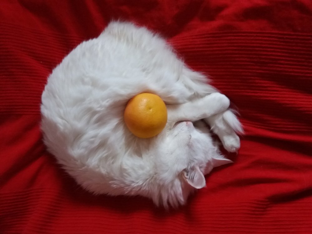 Photograph by Алина Голубева