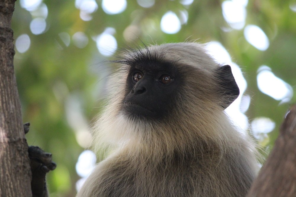 hanuman langur