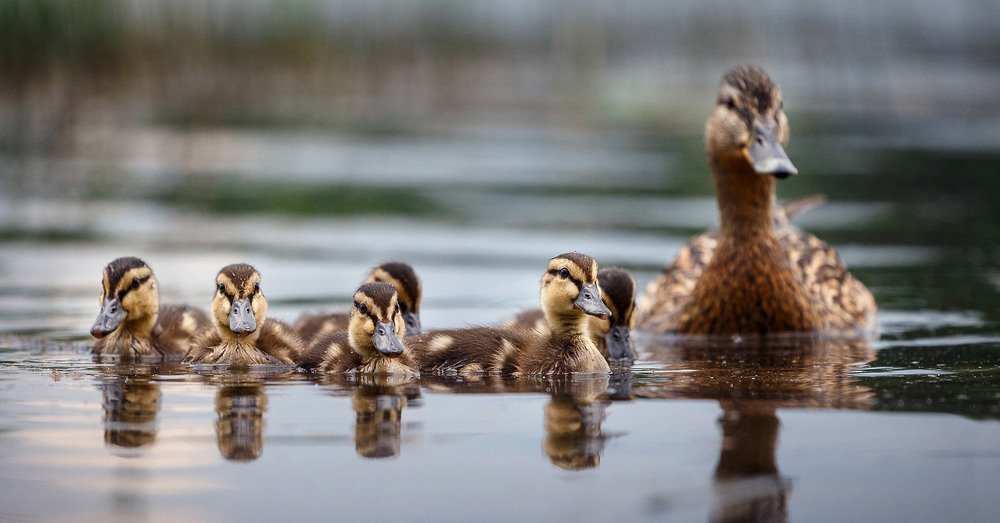 Ну, кто на нас с мамой?!