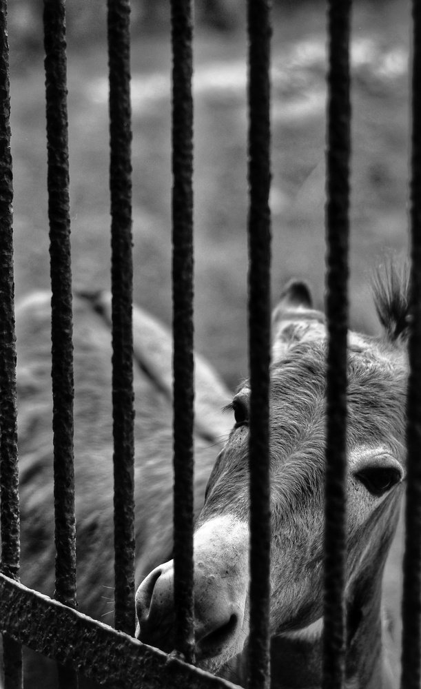 Photograph by Hasan Mehedi Amin