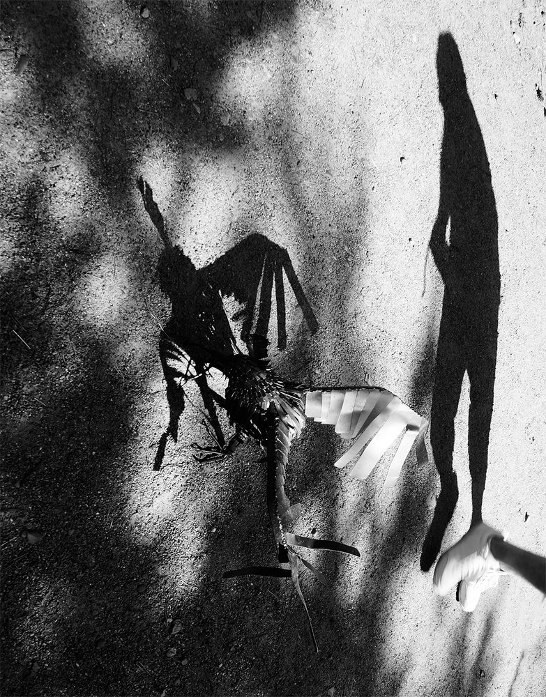 Вслед за птицей