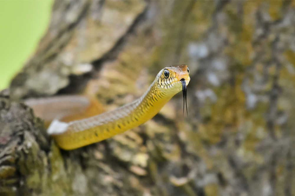 Photograph by SOUMYA KANTA GHOSH