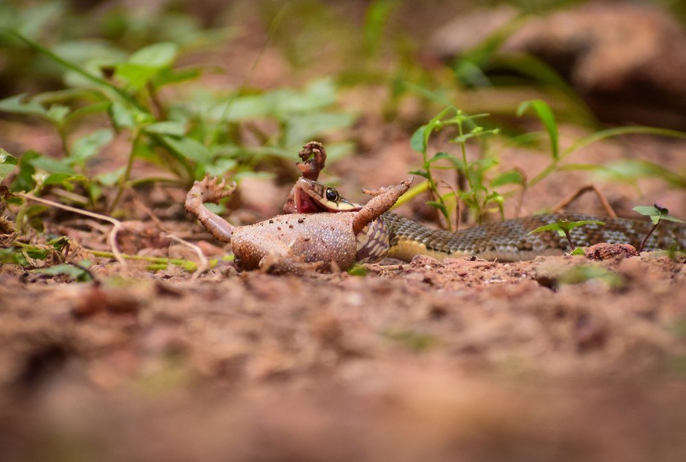 Фотография автора abhilash a k