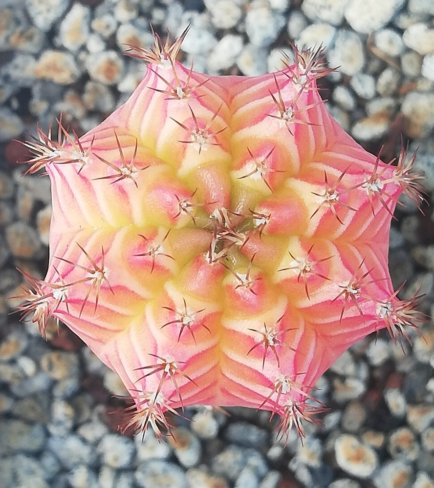 Rainbow dream cactus