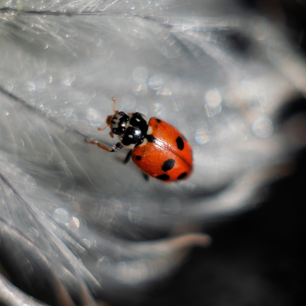 Ladybug