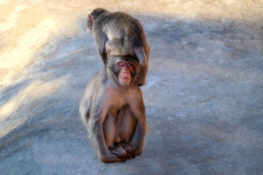 Photograph by Лариса Рулёва