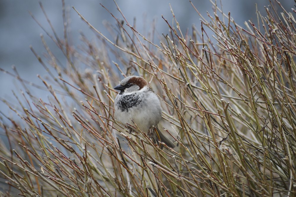 Photograph by Ярослав Думчев
