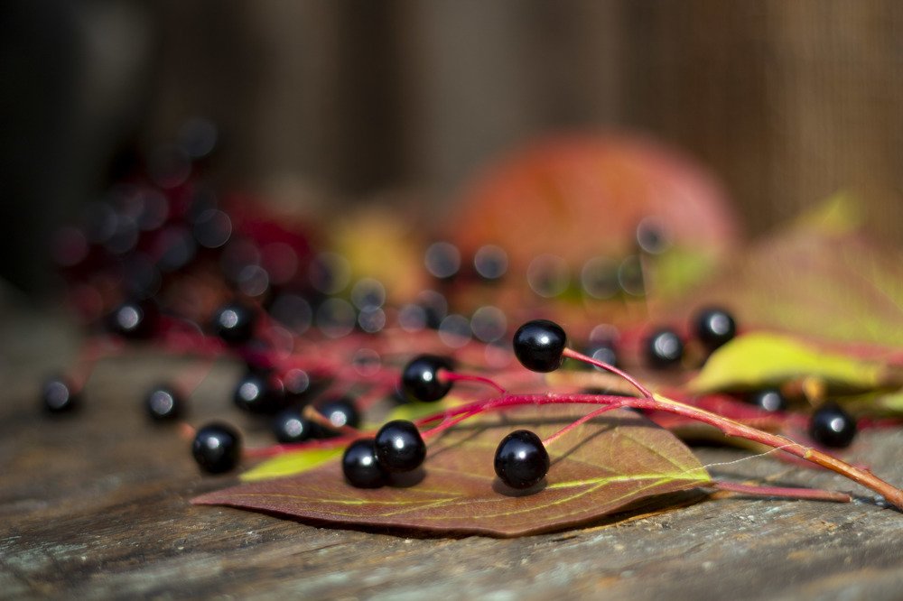 Photograph by Elena Kostochkina