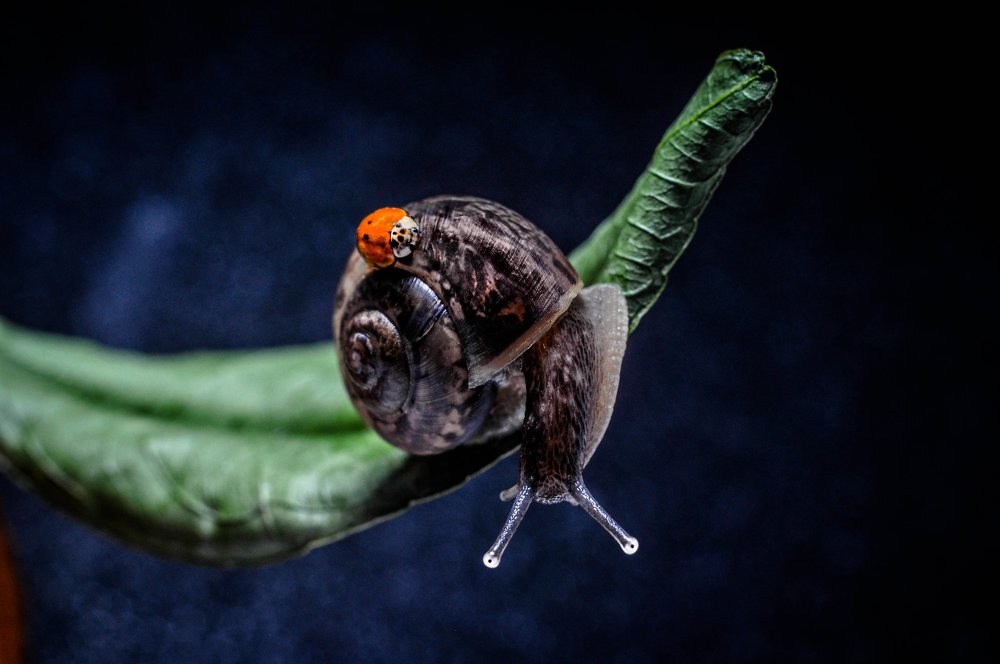 Photograph by Олеся zme