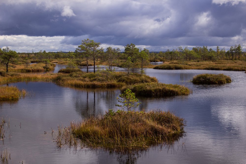 Красота болот.
