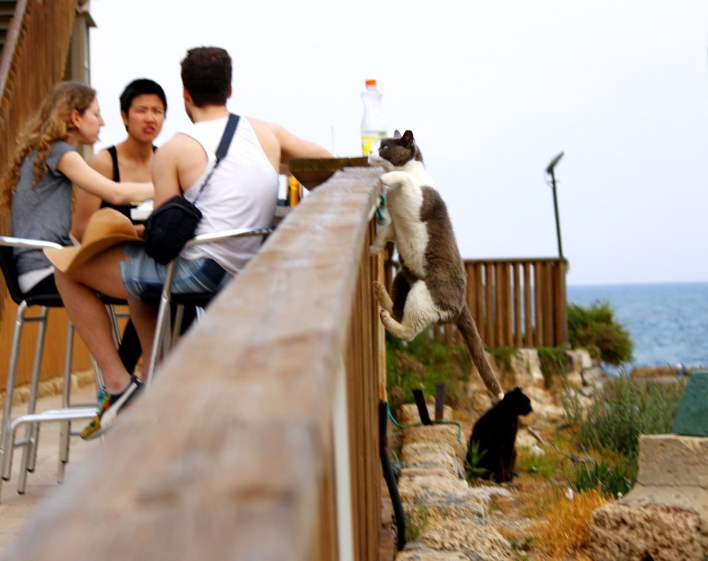 The hungry cat can fly