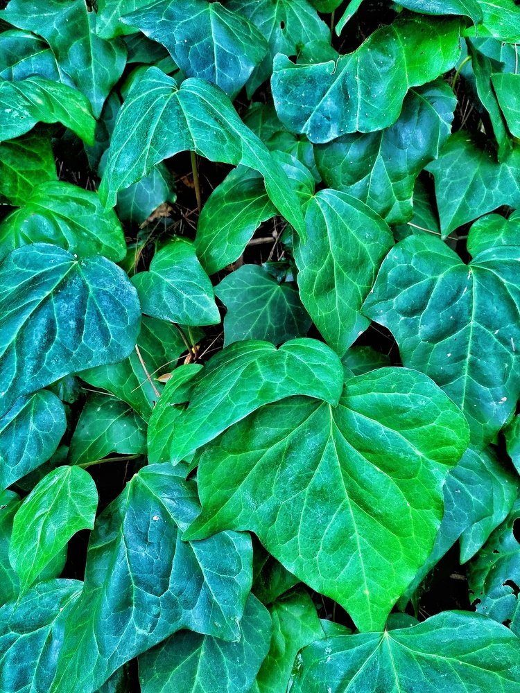 Photograph by Mona B