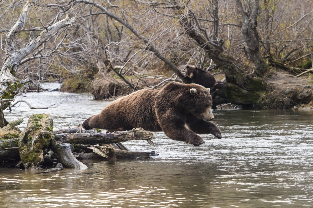 Летают, но низэнько