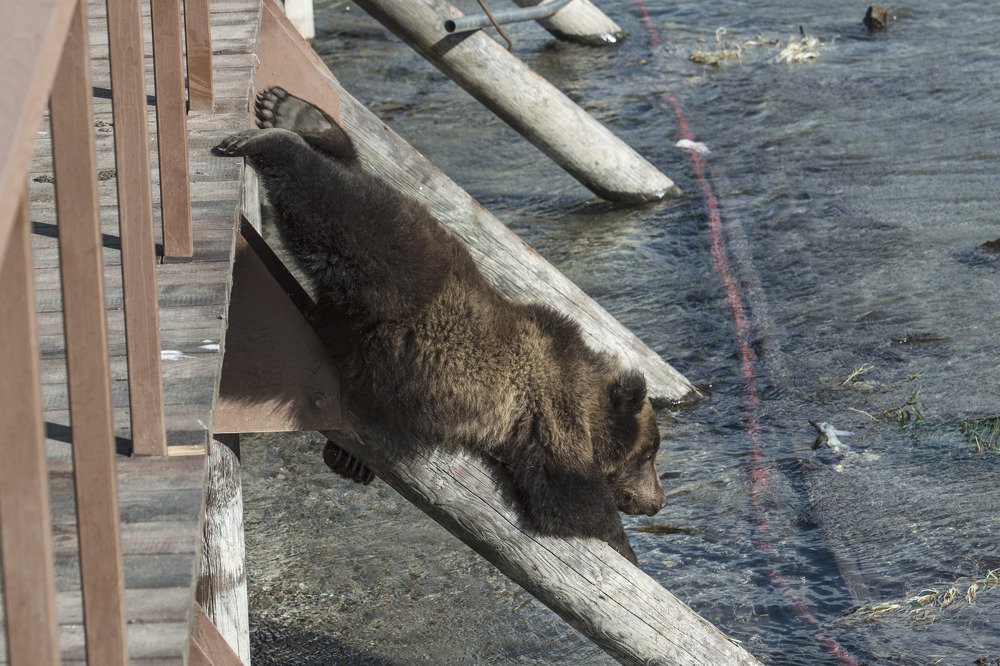 Photograph by Алексей Шаскольский