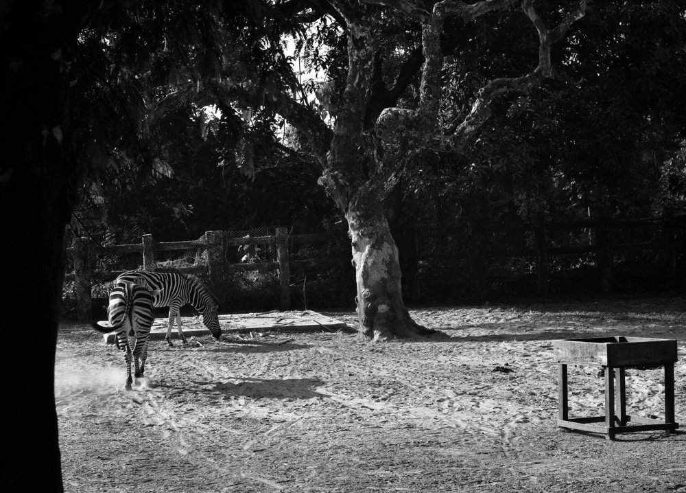 Photograph by Hasan Mehedi Amin