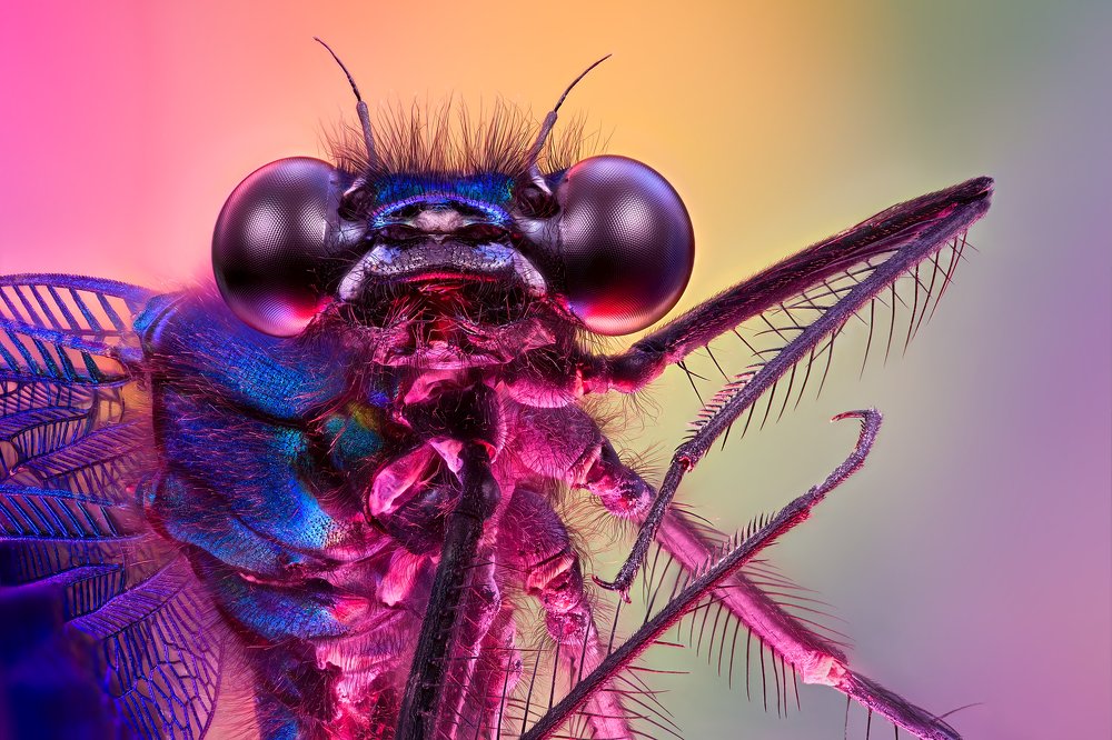 Portrait of blue dragonfly