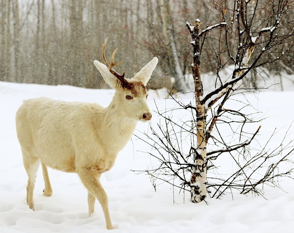 Photograph by Dan Cantlon