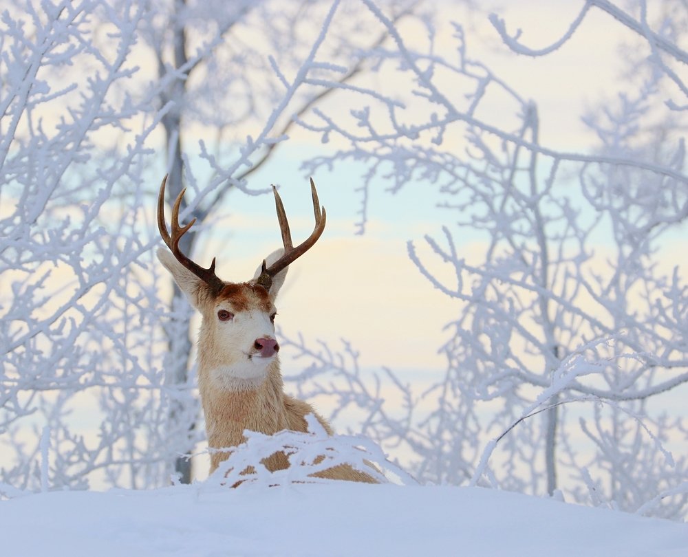 Photograph by Dan Cantlon