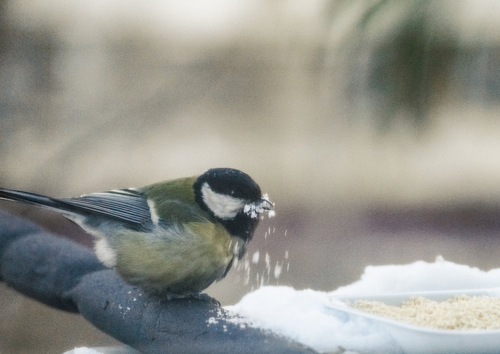 Photograph by Виктор Сёмушкин