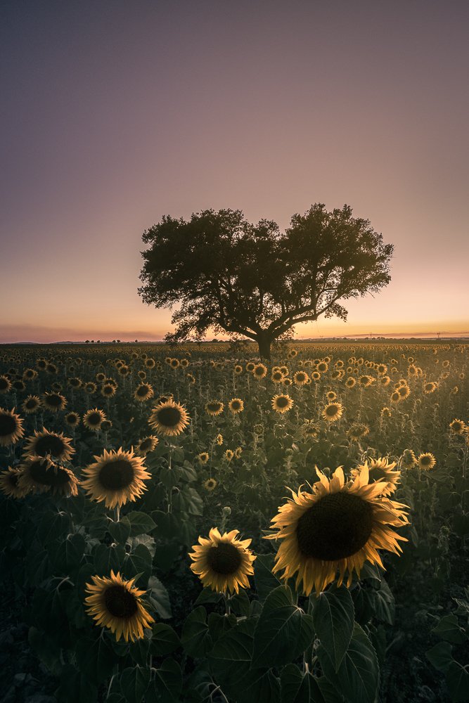 Photograph by Lopes Luis