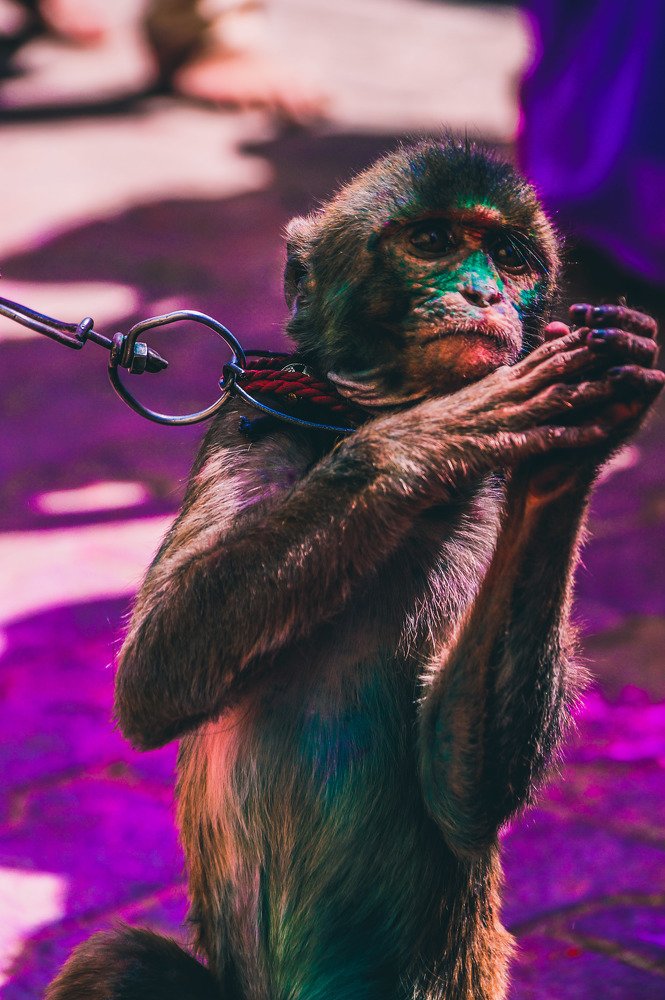 Photograph by Priyanshu Chaudhary
