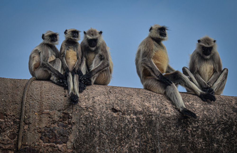 Photograph by Kartikeyan Sharma