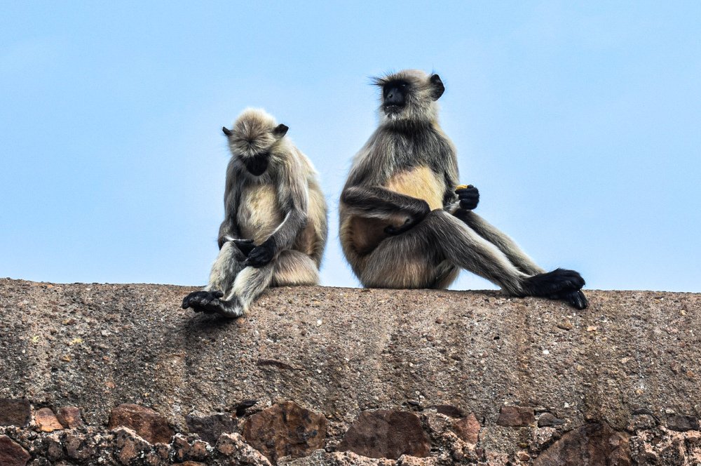 Photograph by Kartikeyan Sharma