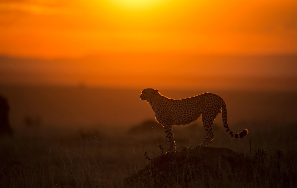 Photograph by Anantha Murthy