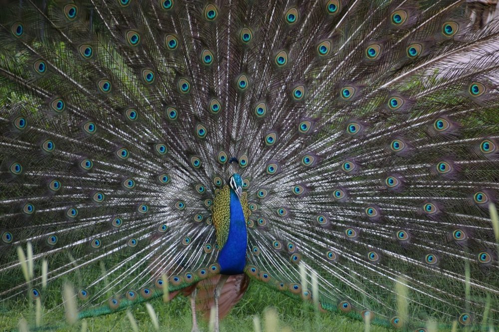 Photograph by Kartikeyan Sharma