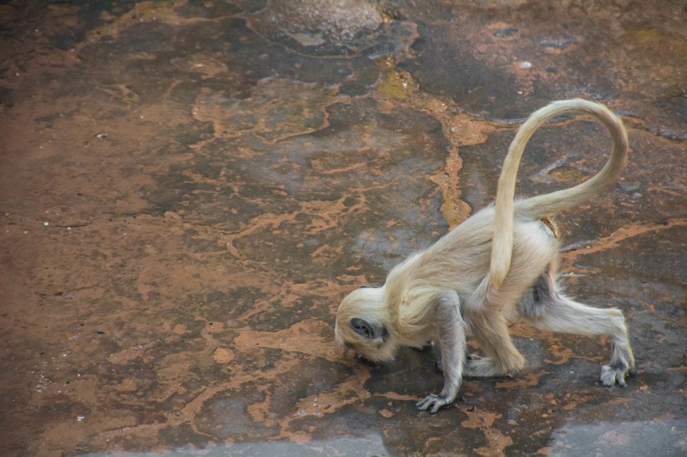 Photograph by Shobhit Dwivedi