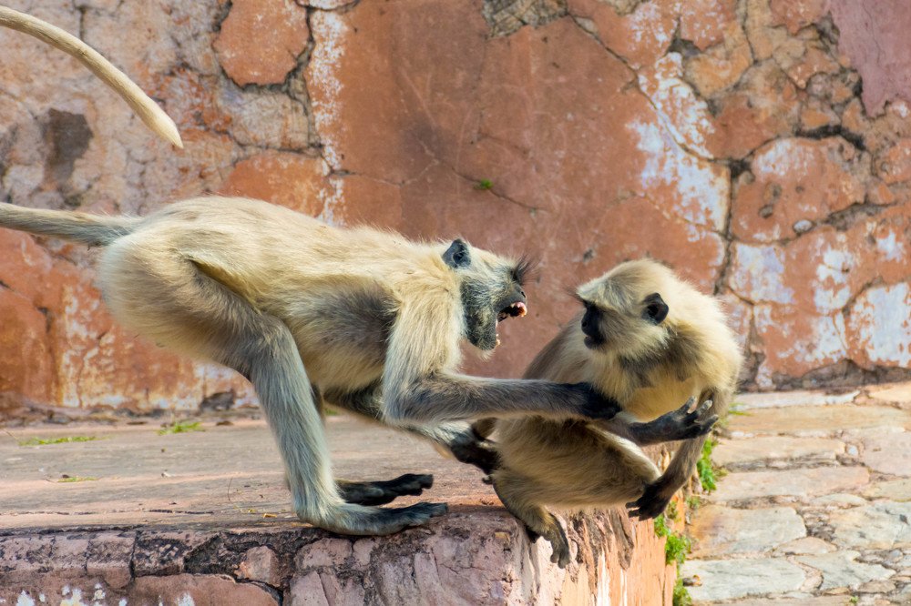 Photograph by Shobhit Dwivedi