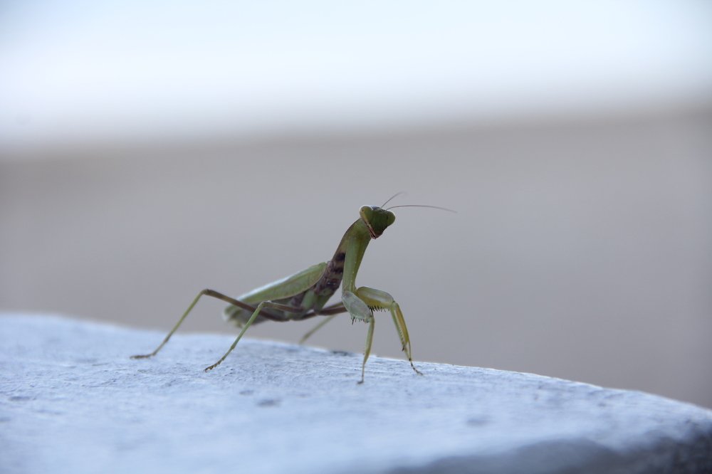 Photograph by Ольга Кузнецова