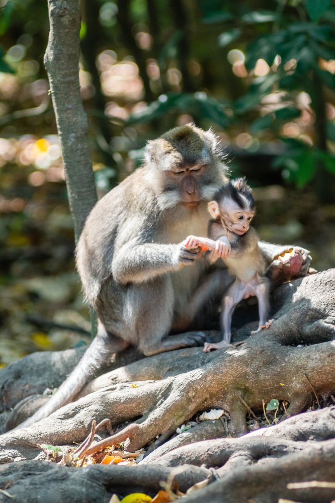 "Коготки не пора стричь?"