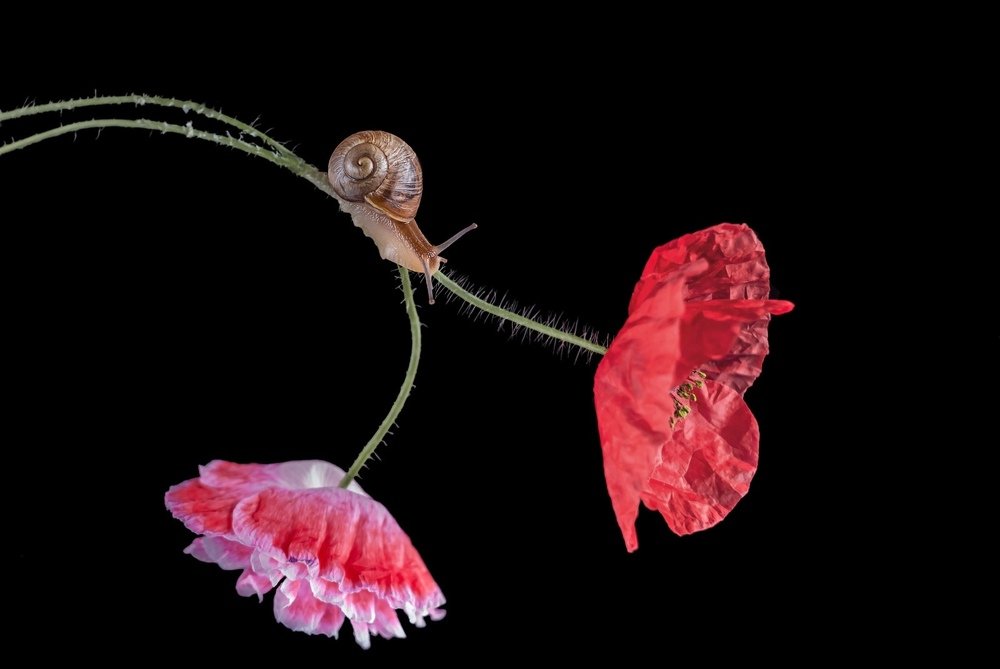 Photograph by Юлия Яремко