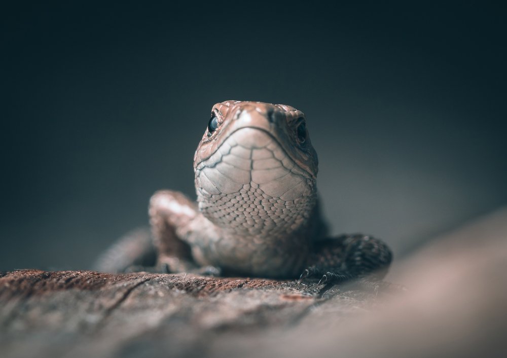 Photograph by Александр Рындин