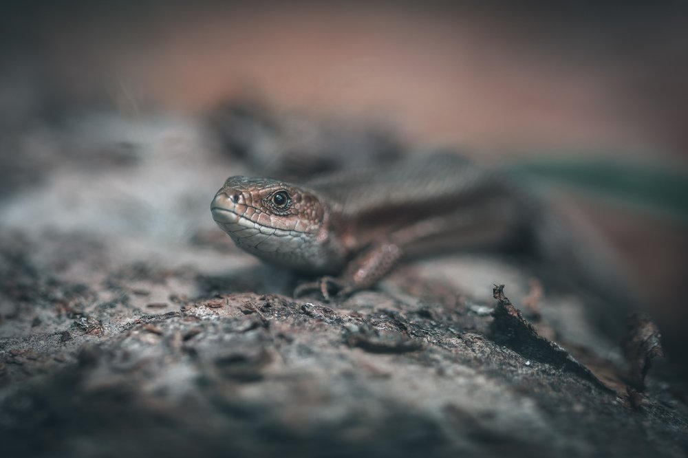 Photograph by Александр Рындин