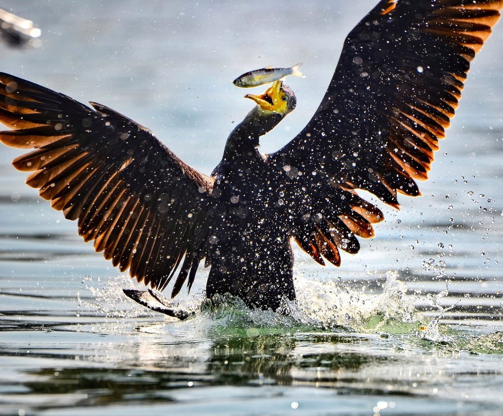 Photograph by Abhishek Agnihotri