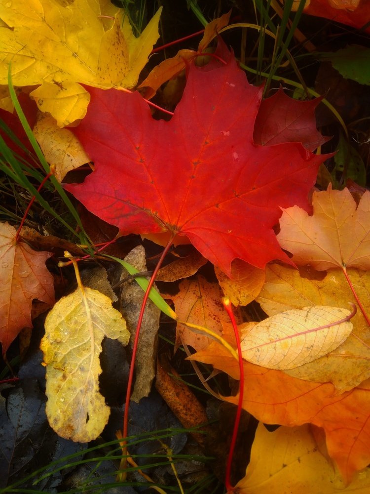 Фотография автора Виктор Конев