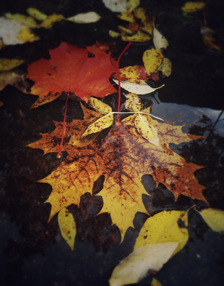 Фотография автора Виктор Конев